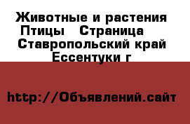 Животные и растения Птицы - Страница 2 . Ставропольский край,Ессентуки г.